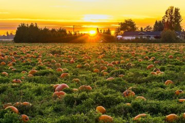 a field filled with pumpkins